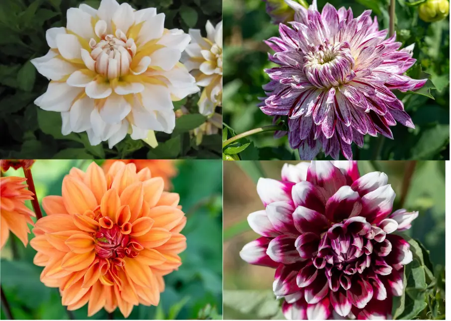 Dahlia Mix, Summer Quartet (mix)