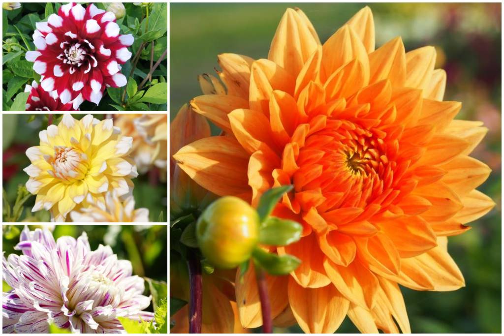 Dahlia, Summer Quartet (mix)