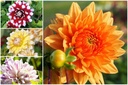 Dahlia Mix, Summer Quartet (mix)