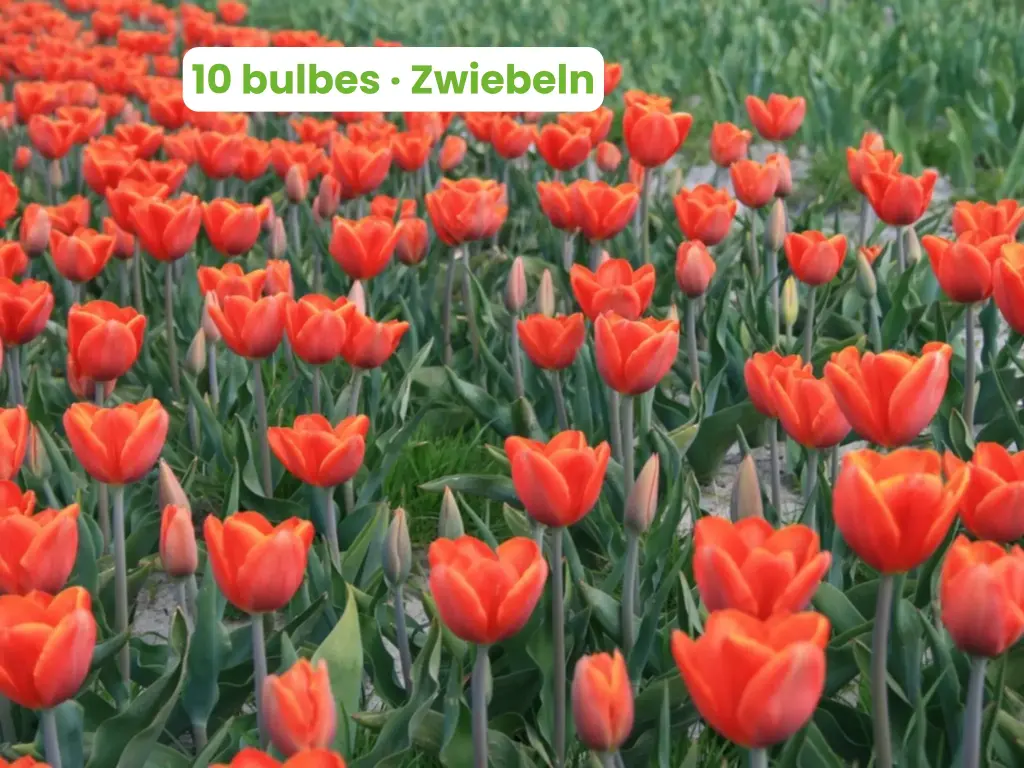 Tulipe 'Ad Rem'