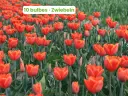 Tulip 'Ad Rem'