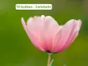Tulipe 'Salmon Impression'