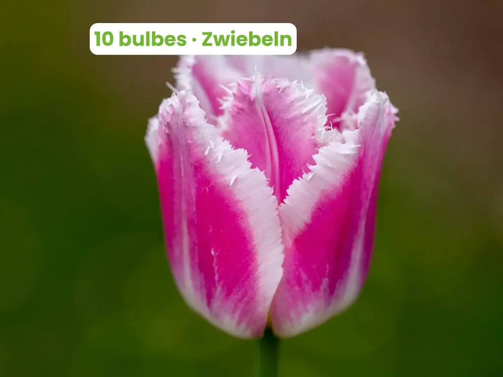 Tulipe 'Siesta'
