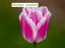Tulipe 'Siesta'