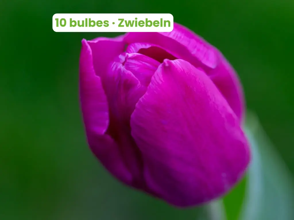 Tulpe 'Purple Prince'