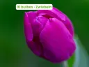 Tulipe 'Purple Prince'