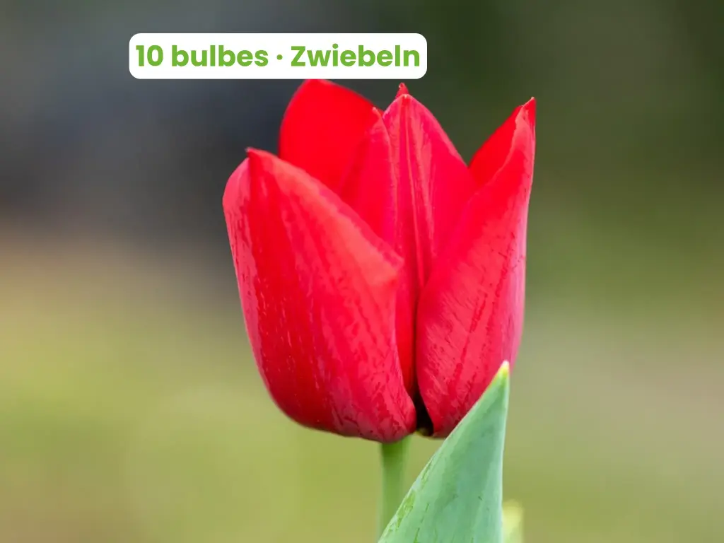 Tulpe 'Strong Love'