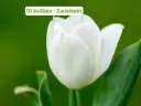 Tulipano 'Royal Virgin'
