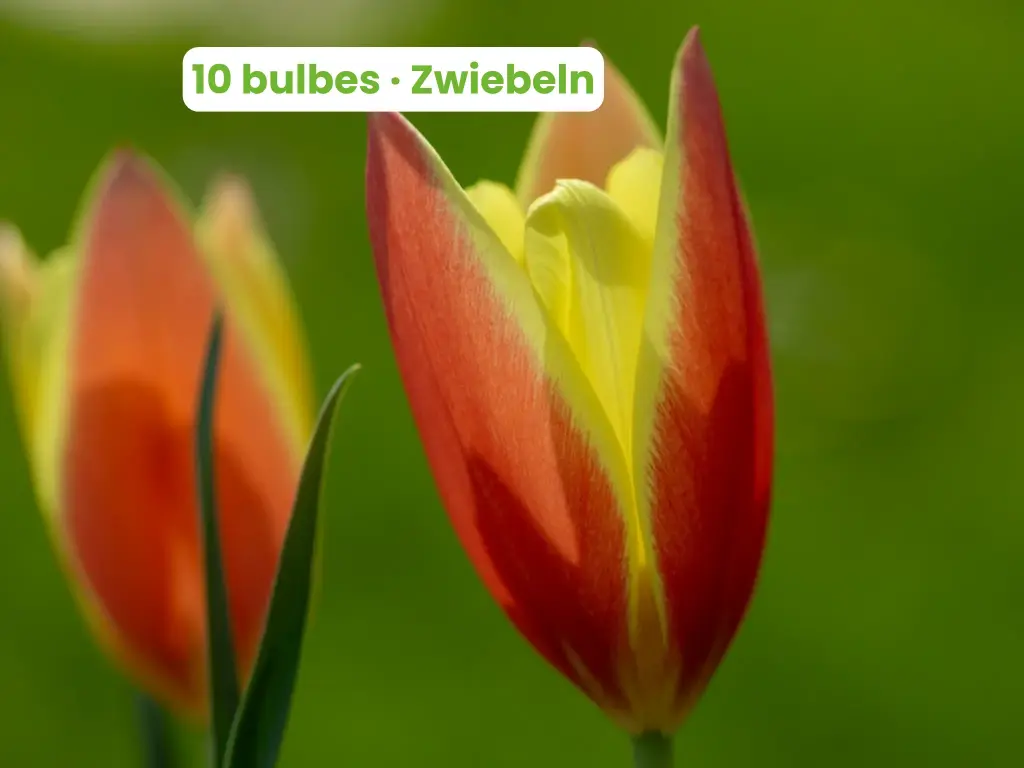 Tulipe de l'Écluse 'Taco'