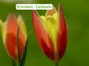 Tulipano della signora 'Taco'
