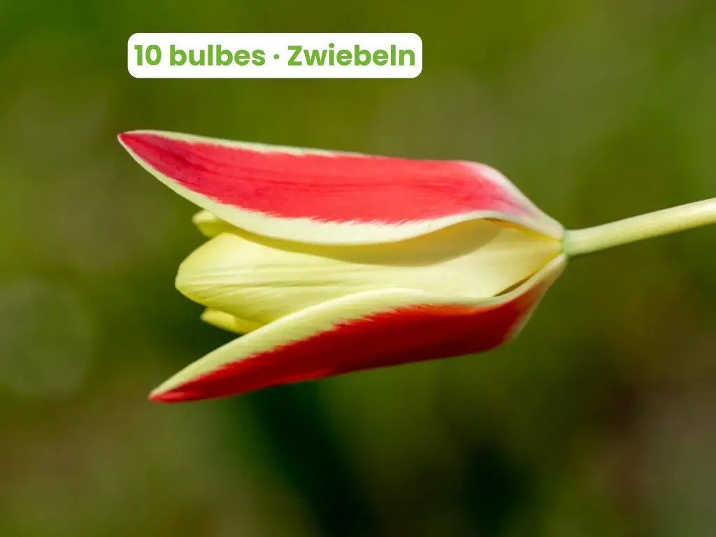 Tulipe de l'Écluse 'Tinka'