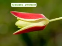 Tulipe de l'Écluse 'Tinka'