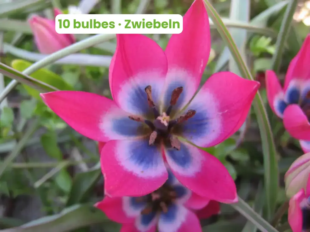 Wild tulip 'Little Beauty'