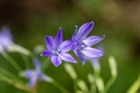 Brodiaea 'Corrina'