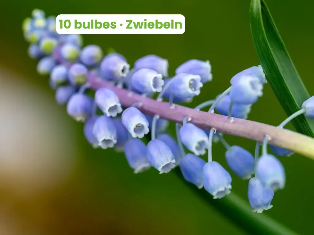 Armenisches Muscari