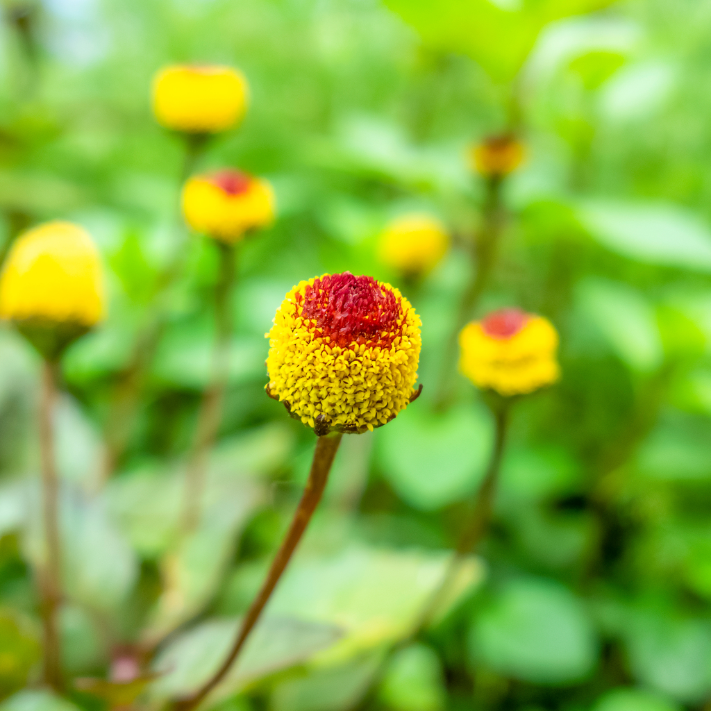 Crescione di Para, Electra