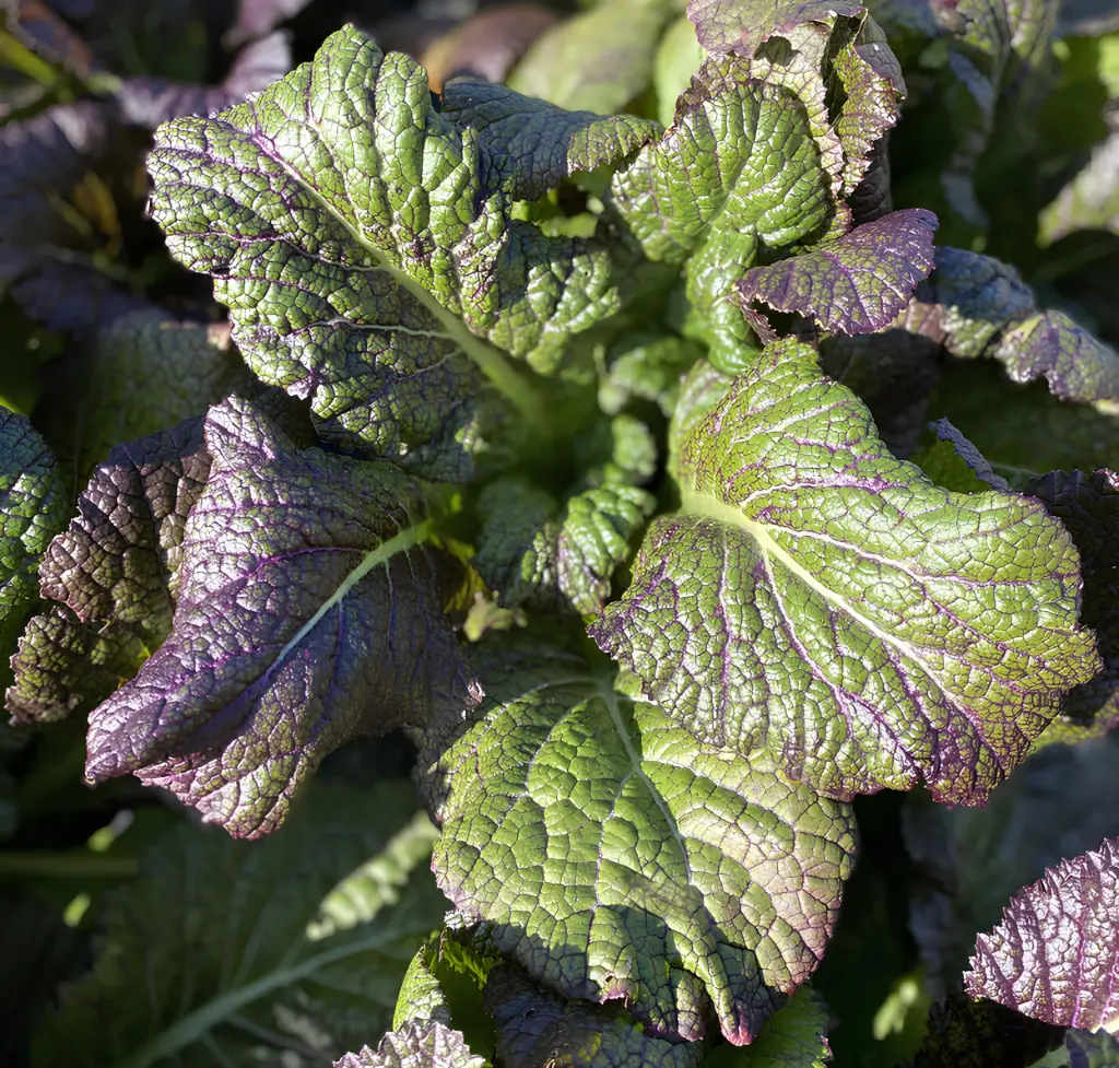 Asian vegetable, Mustard 'Dragon Fire'