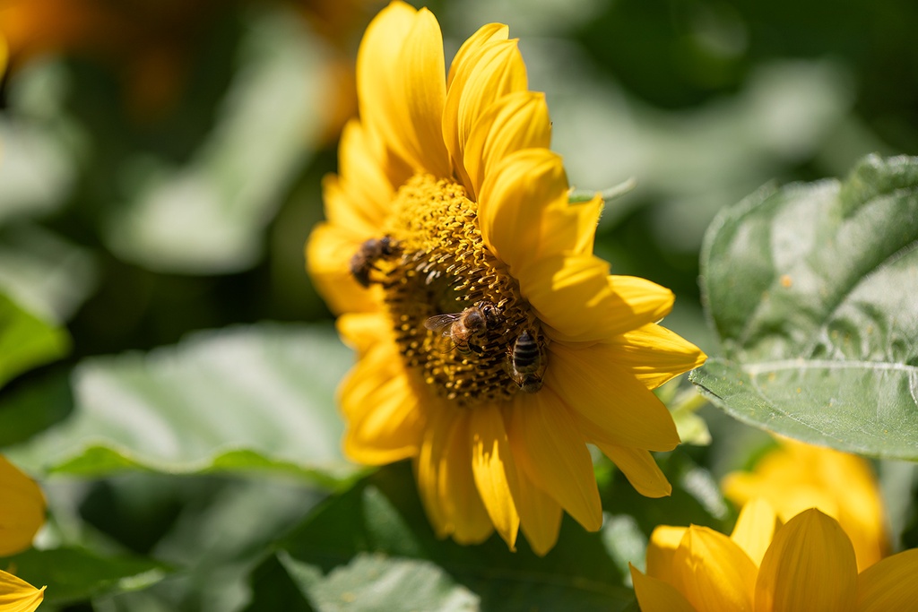 Girasole, Giallo Medio-alto, Zenith