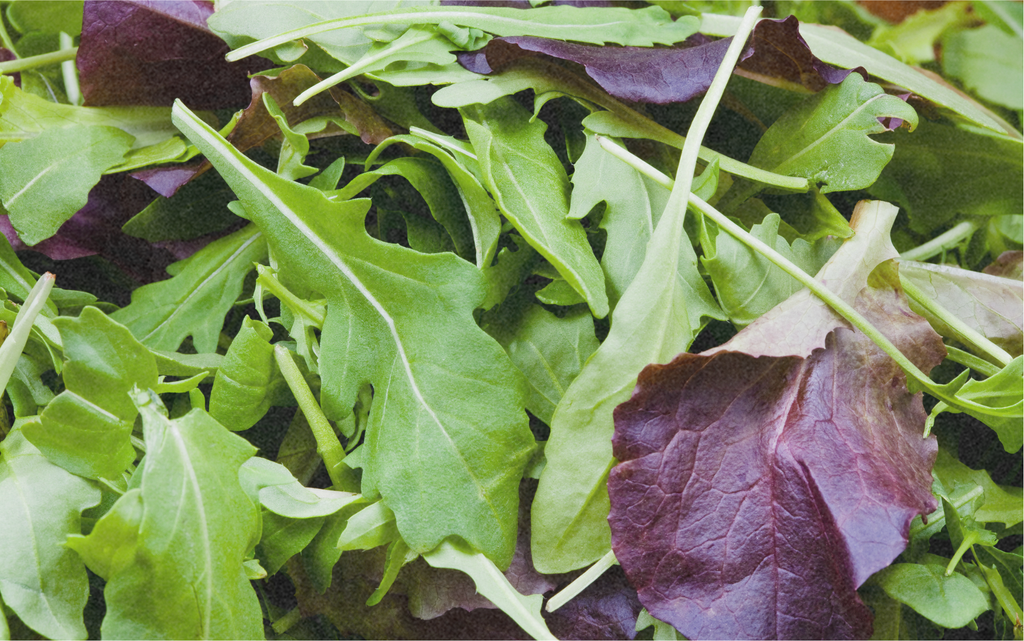 Asiatisches Blattgemüse, Mesclun Picantissimo