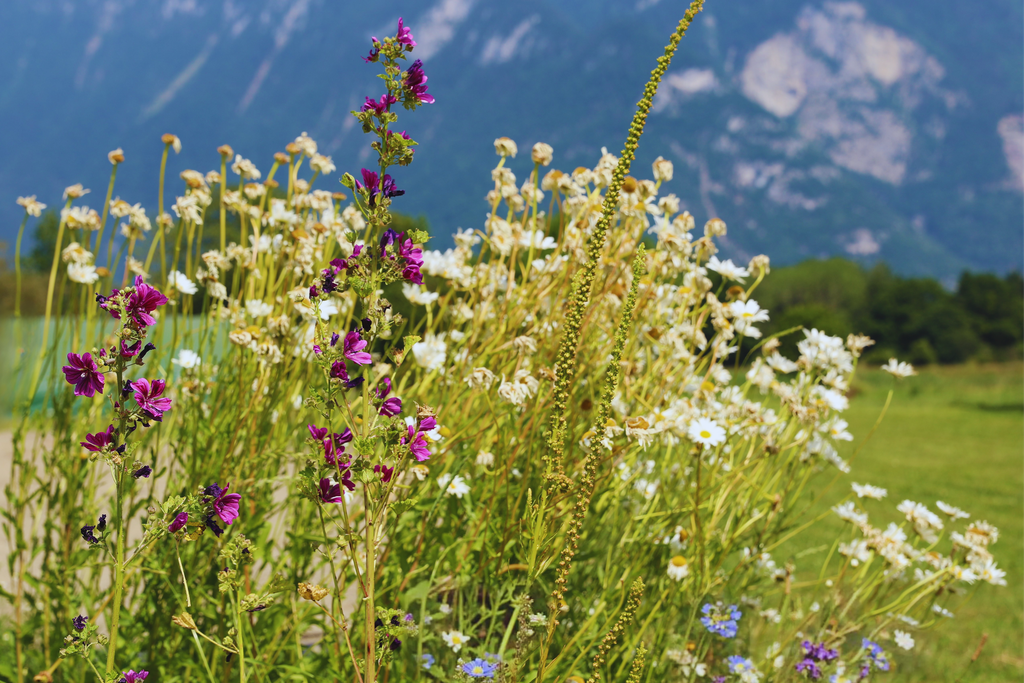 Mischung aus einheimischen Staudenblumen, Schweizer Schätze