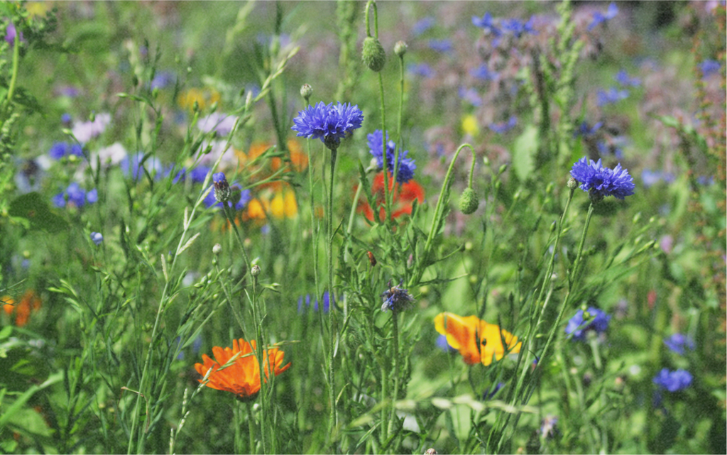 Mélange de Fleurs Indigènes "Merveille Estivale"