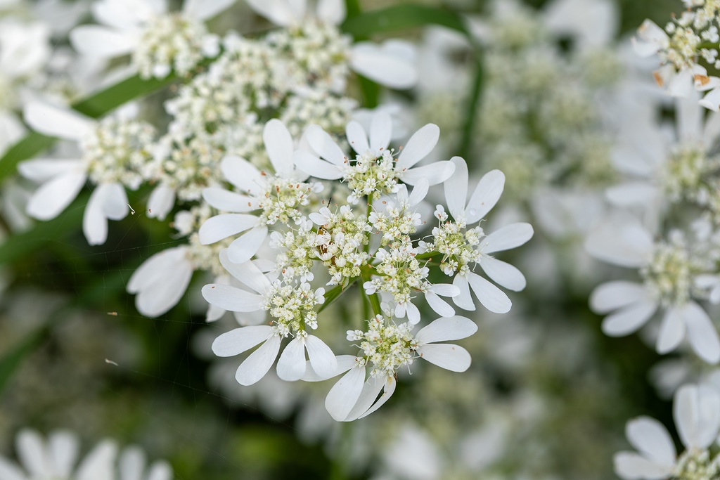 Caucalis à Grandes Fleurs (Orlaya grandiflora)