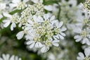 White Laceflower