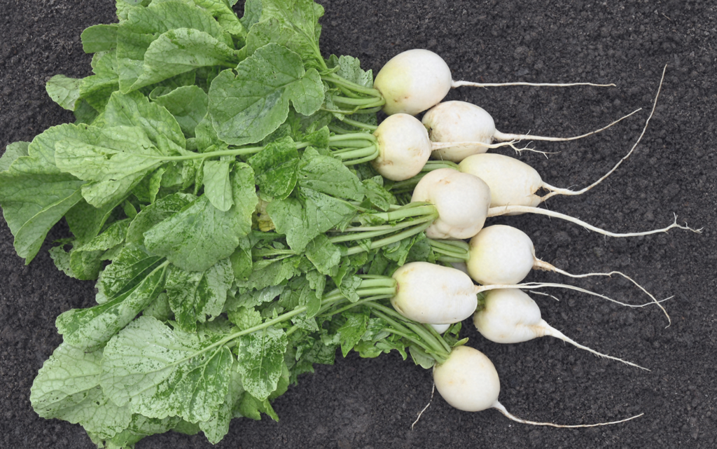 Radish, White
