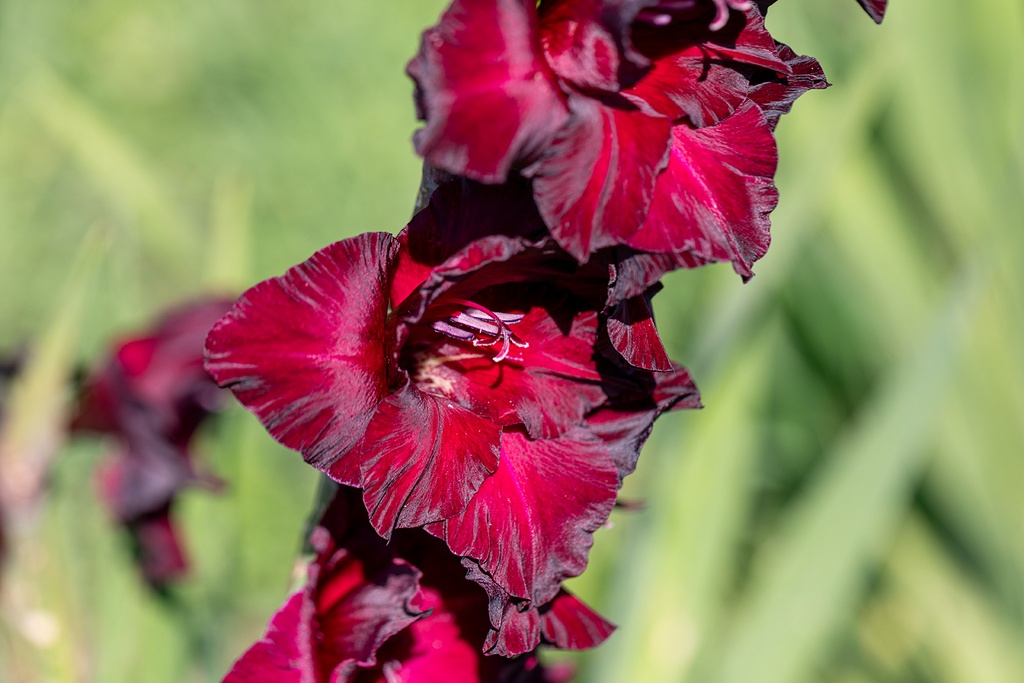 Gladiolus, Black Sea