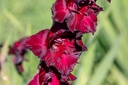 Gladiolen, Black Surprise