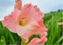 Gladiolus, Karma