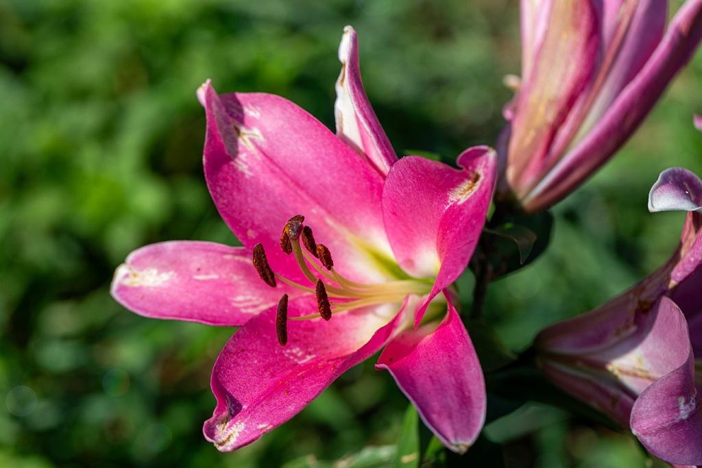 Oriental Lily, Maldano