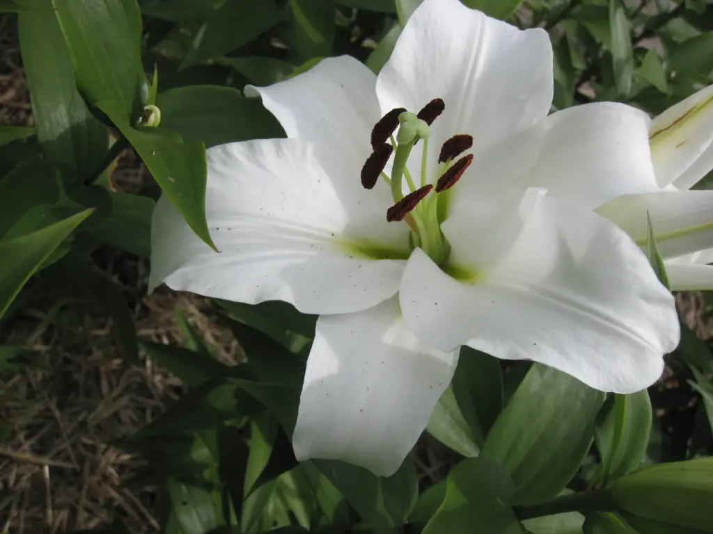 Oriental Lily, Tisento