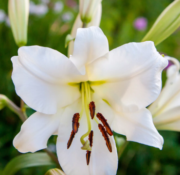 Oriental Lily, Zambesi