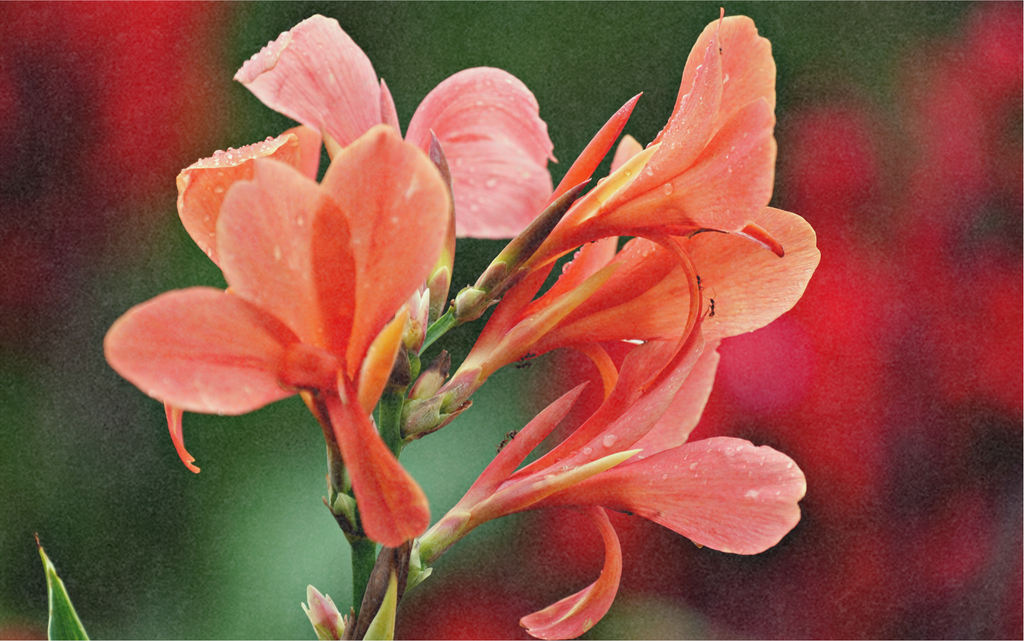 Canna Indica, Orange