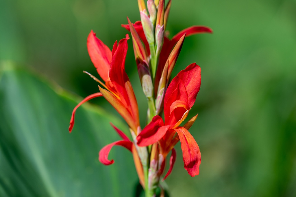Canna Indica 'Cleopatra'