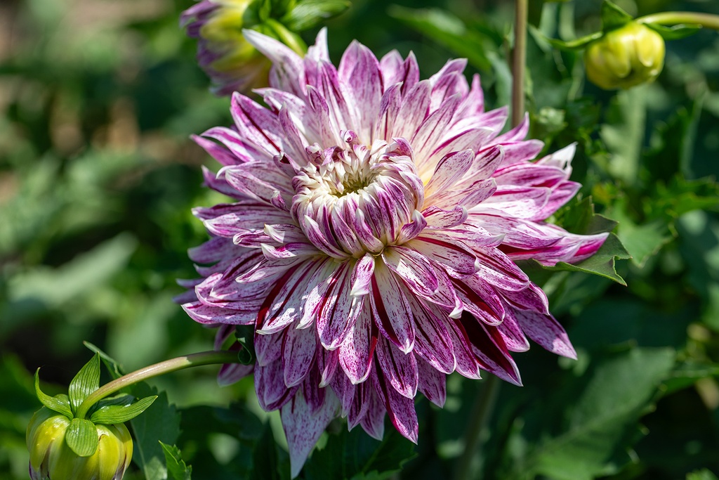 Dahlia, Avignon