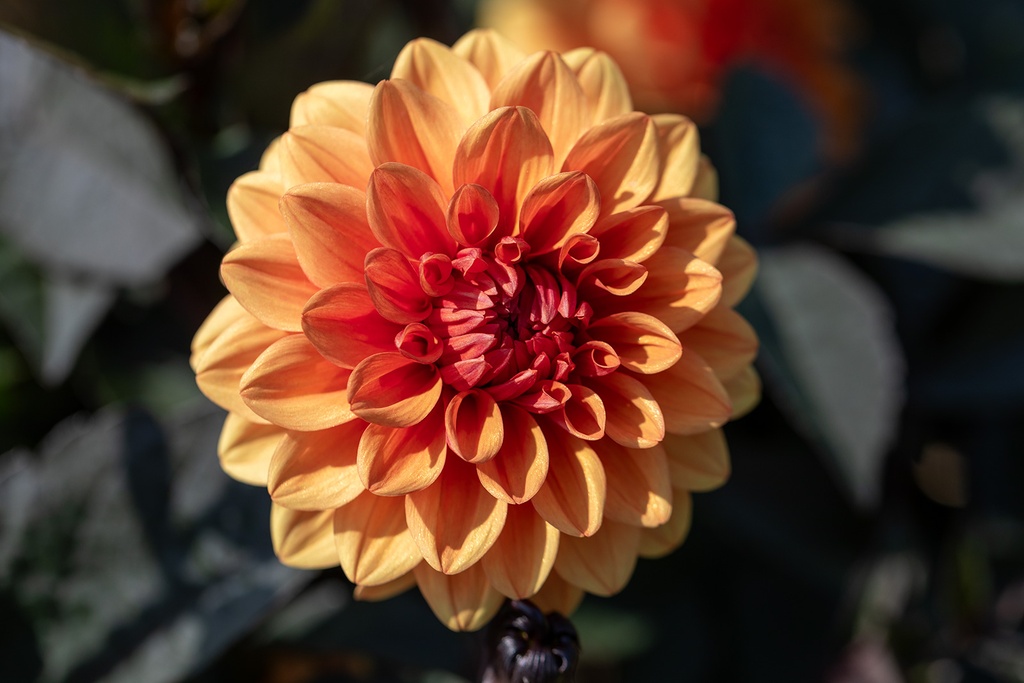 Dahlia, David Howard