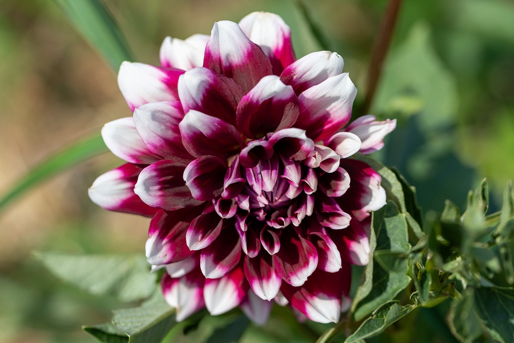Dahlia, Duet