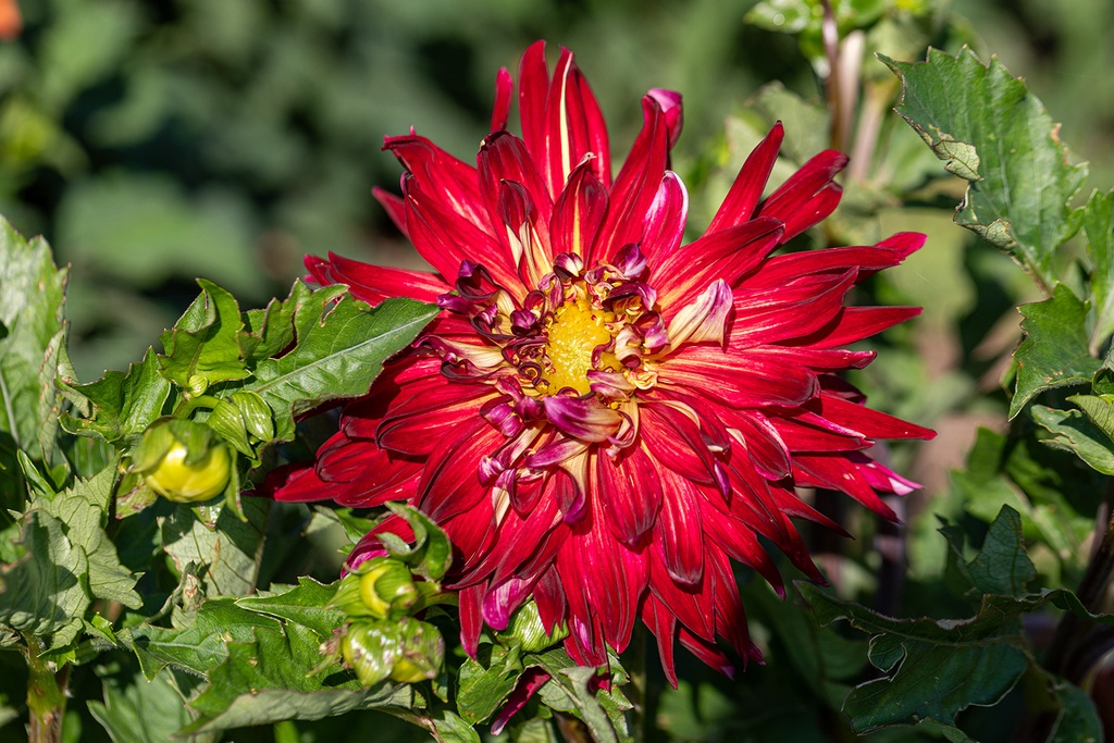 Dahlia, Manhattan Island