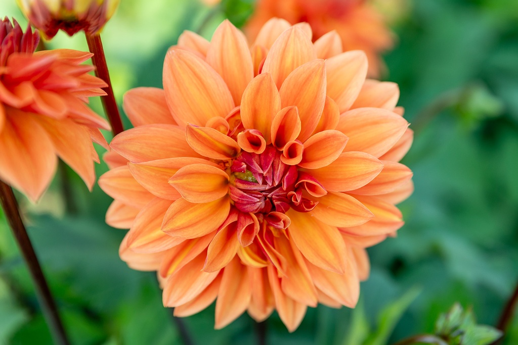 Dahlia, Summerflame