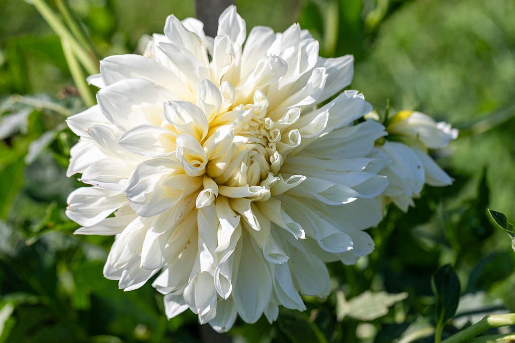 Dahlia, White Perfection