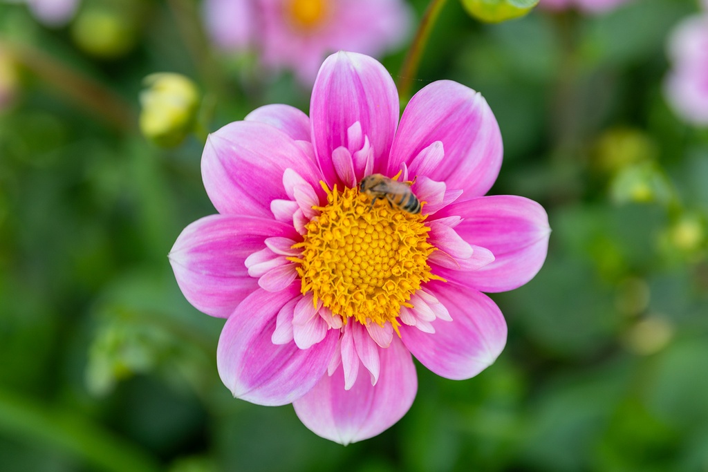 Dahlia, Hartenaas