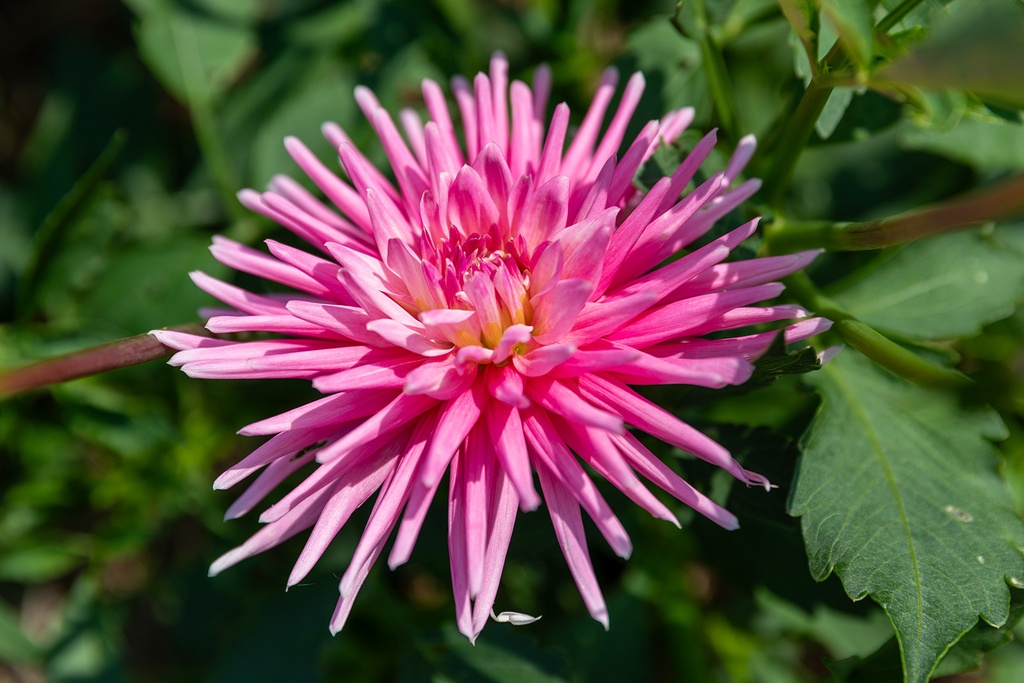 Dahlia, Park Princess