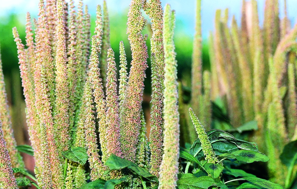 Amarante à grains, Grain d'or