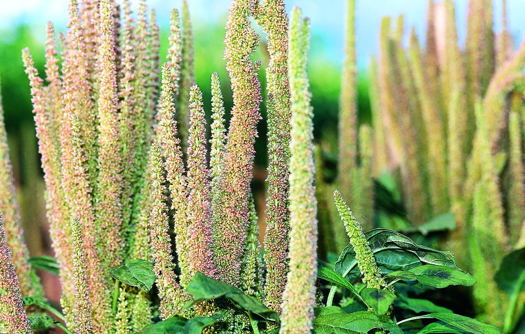 Amaranth, Golden grain