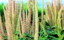 Amaranth, Golden grain