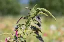Amaranth, Red Leaf Amarant
