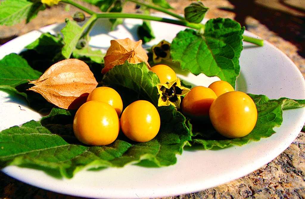 Cape gooseberry (Physalis)