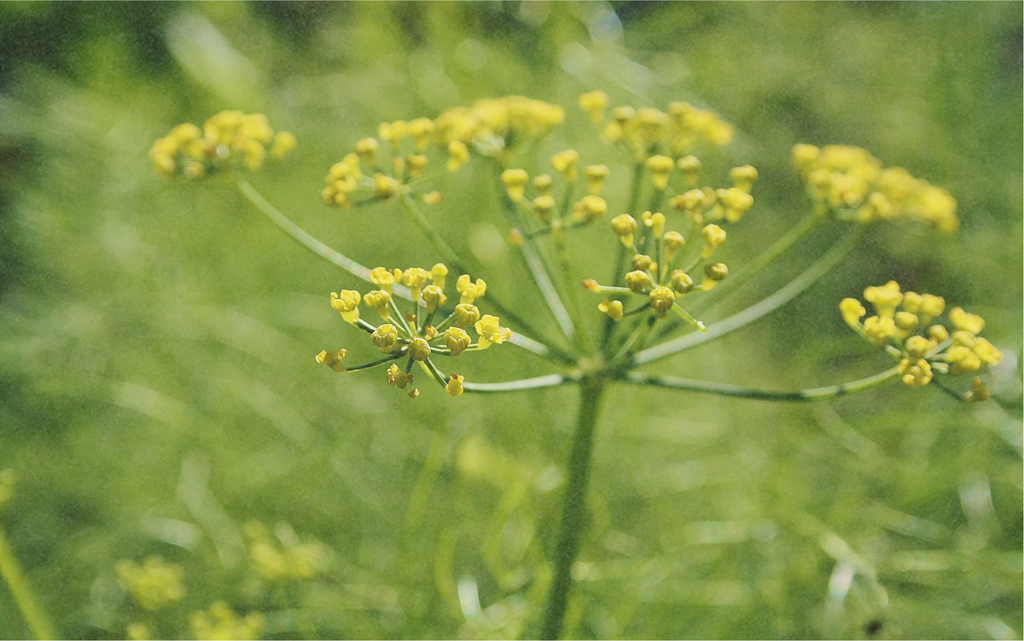 Wild Fennel